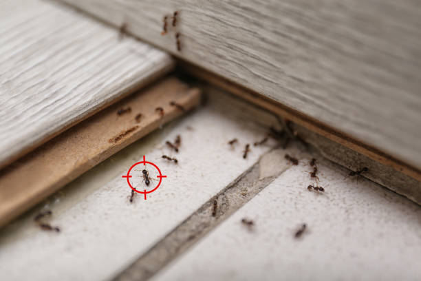 Best Pest Control Cost  in Wollochet, WA