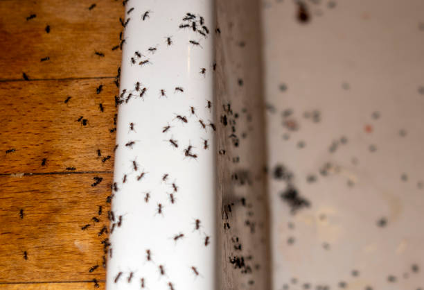 Best Spider Control Near Me  in Wollochet, WA