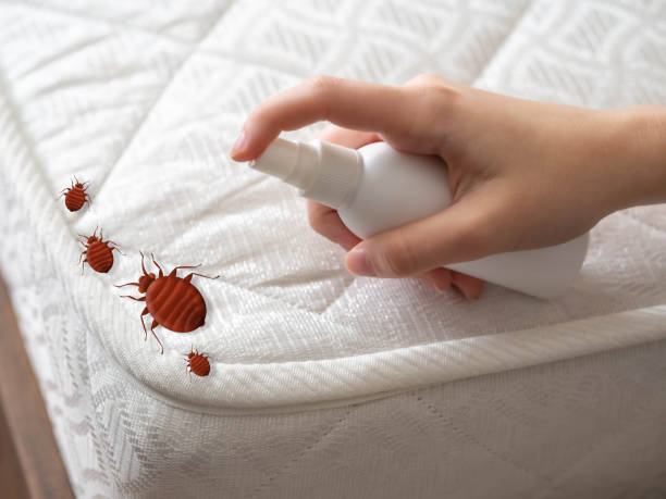 Best Termite Control Services  in Wollochet, WA