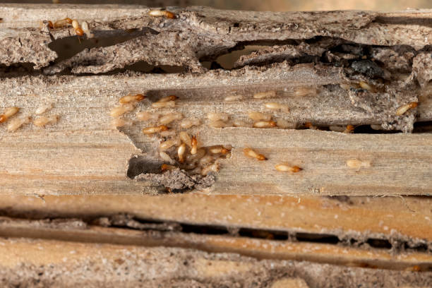 Best Flea Control Services  in Wollochet, WA