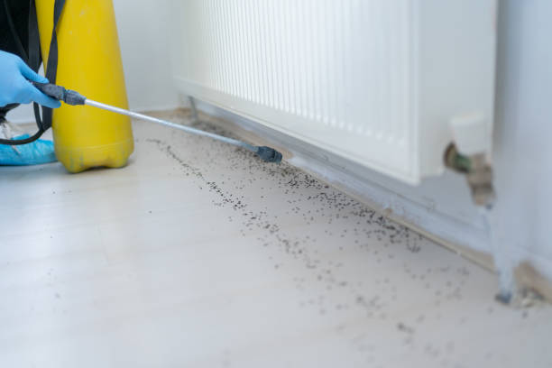 Best Rat Extermination Near Me  in Wollochet, WA